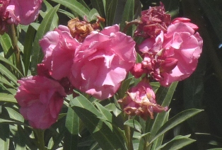 Closeup of flowers along road to Mt. Sinai 