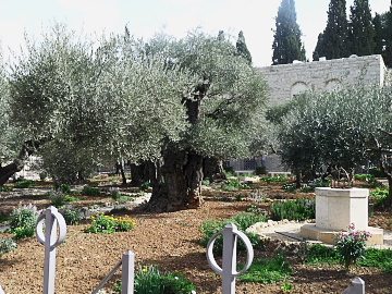 Jerusalem Tree in Garden of Gethsemane