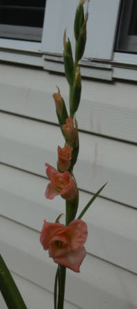 gladiolus 2