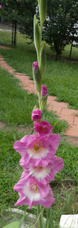 gladiolus 3
