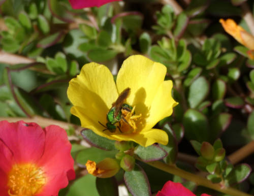 Bee in bloom