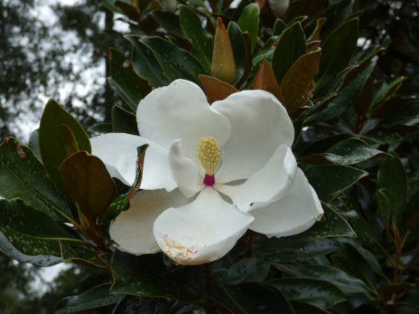 Magnolia 1 