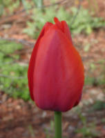 tulip ss