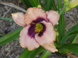 day lily3