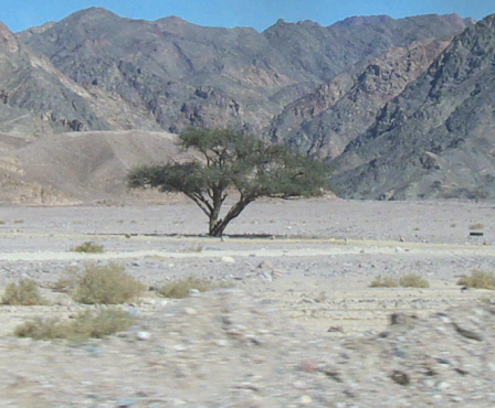 Acacia tree