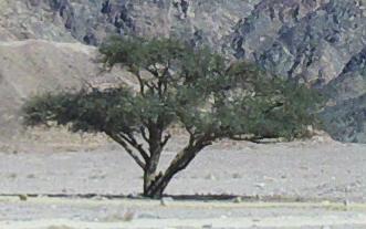 Acacia tree