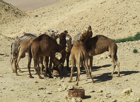 Jordan:  Camels