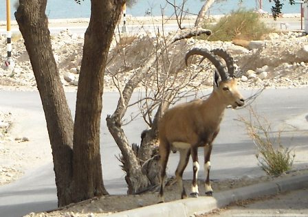 Male Ibex in En Gedi
