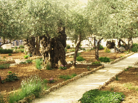 Jerusalem: Garden of Gethsemane