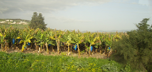 Israel: Banana trees