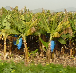 Israel: Banan trees
