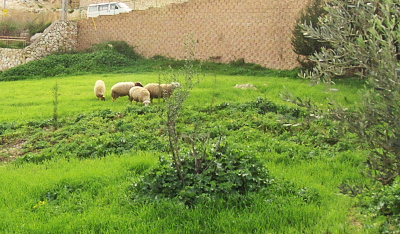 Sheep in Nazareth Village