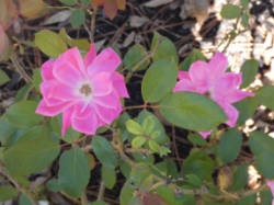 pink knockout rose
