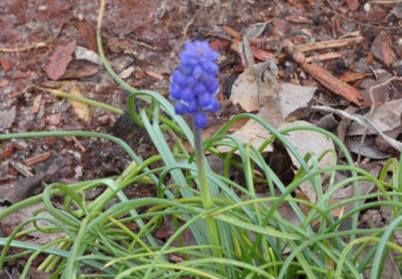 hyacinth2