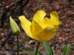 tulip s