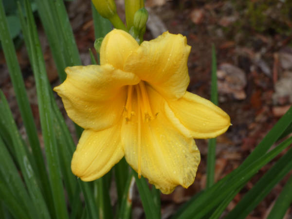 day lily m