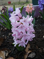 hyacinth1