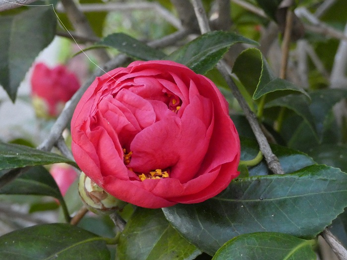 camellia