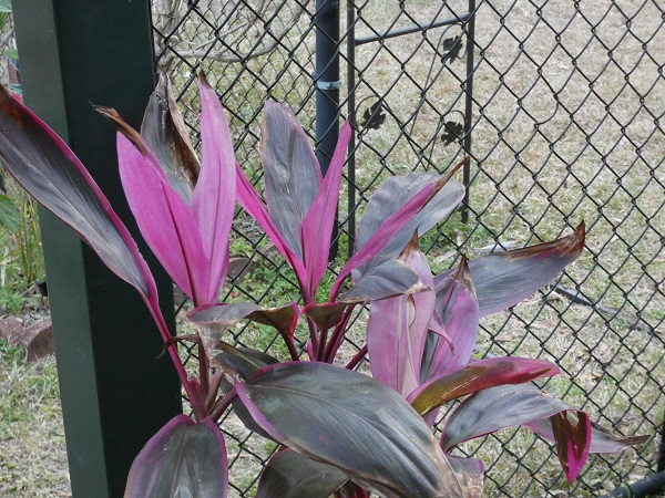 Broad leaf palm-lily