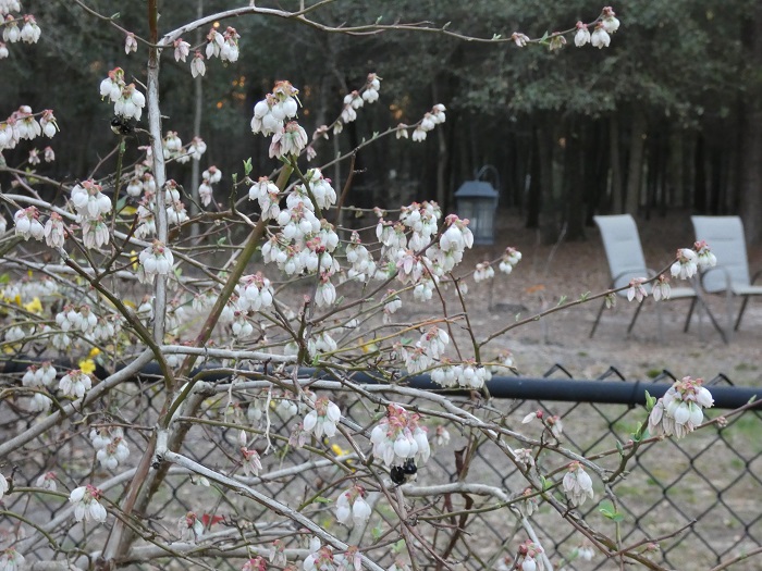 Blueberry flowers