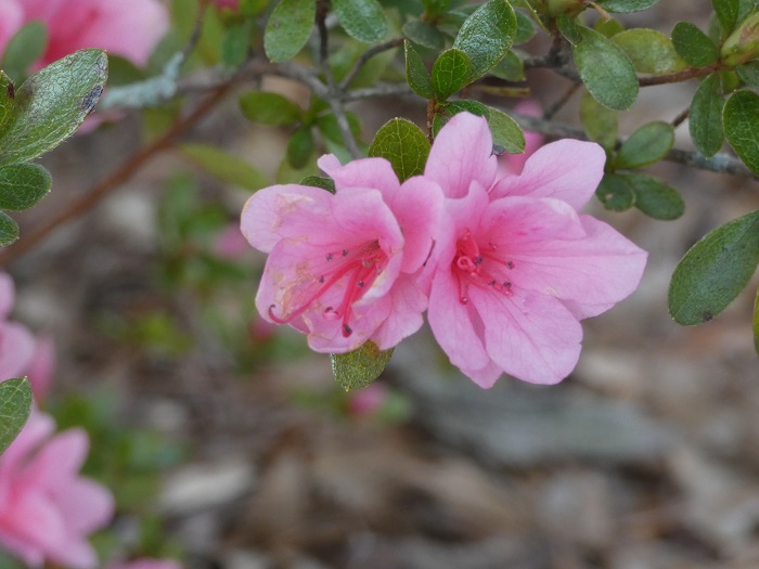 pink azalea blooms