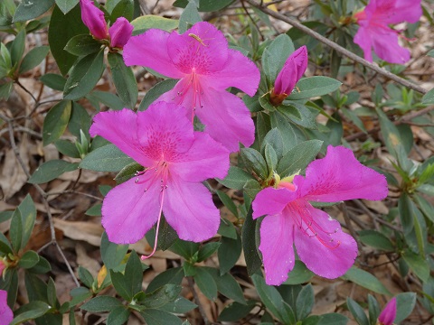 larger azalea bloom