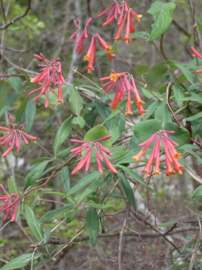 honeysuckle