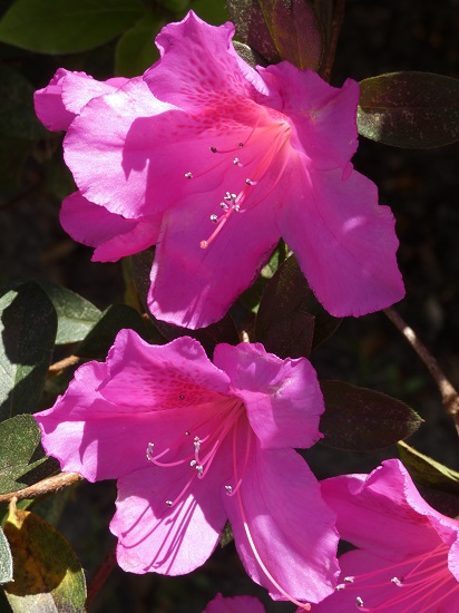 bedroom azaleas