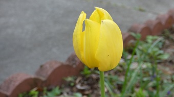 more tulip blooms