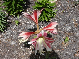 amaryllis plant