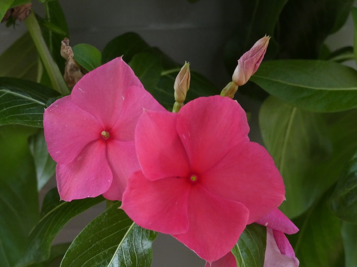 vinca