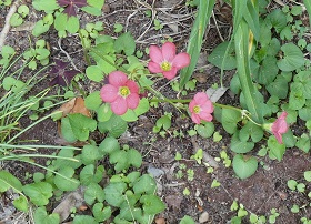 shamrock plant