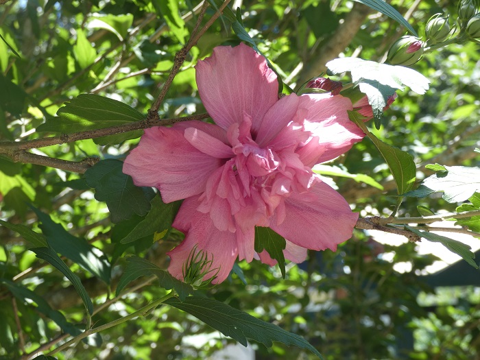 pink rose of Sharon
