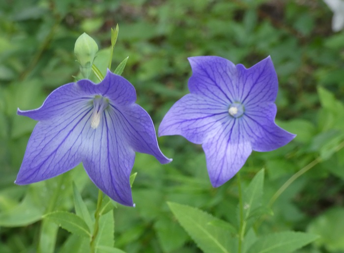 blue balloon flower