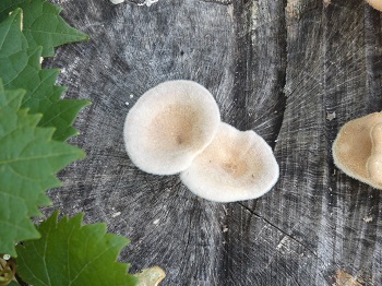 hairy oyster mushroom 3