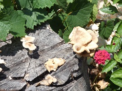 hairy oyster mushroom 1