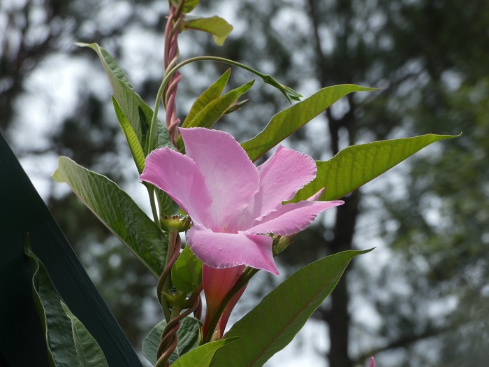 mandevilla