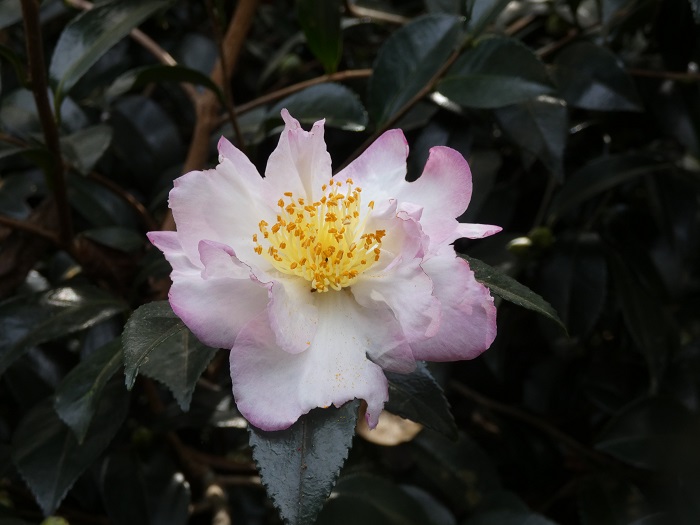 camellia bloom