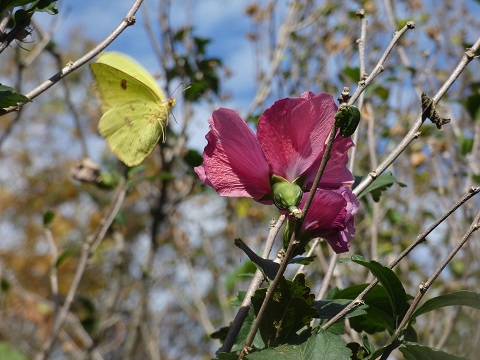 butterfly and rose of Sharon