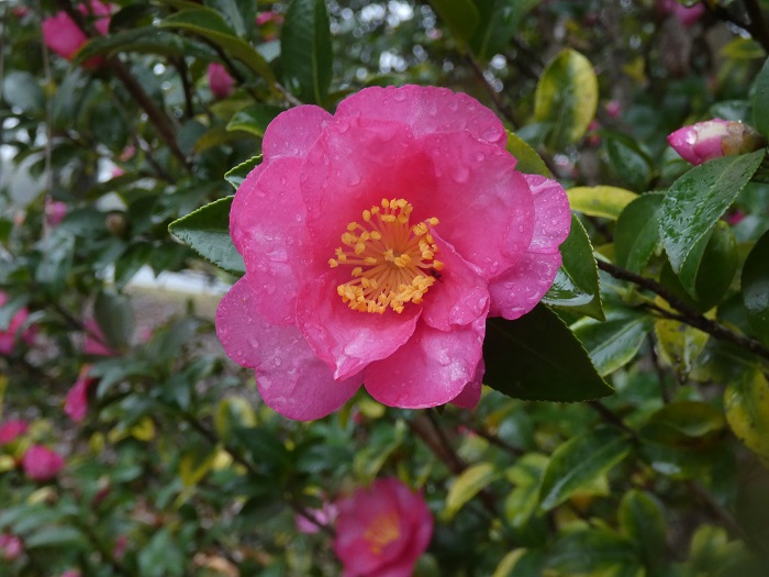 camellia bloom