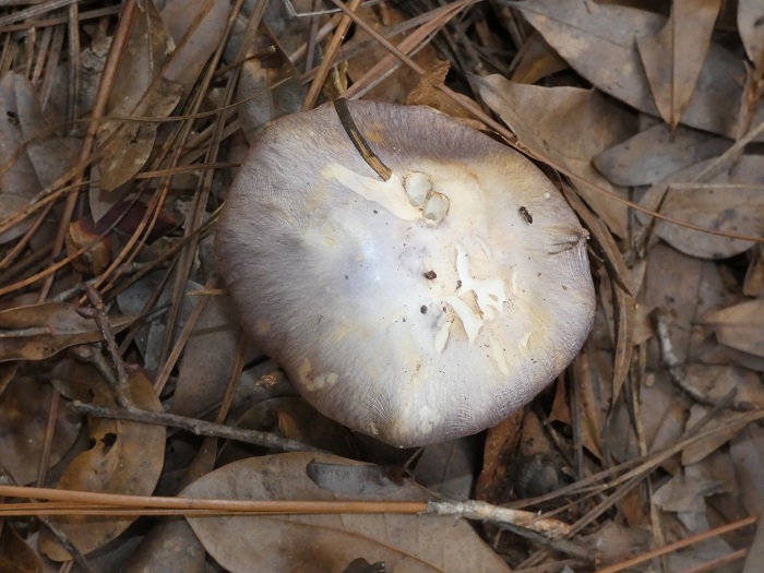 violet mushroom