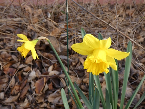 2 daffodils