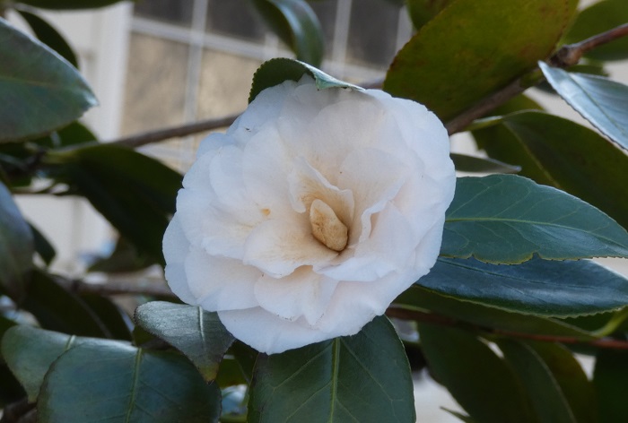 camellia